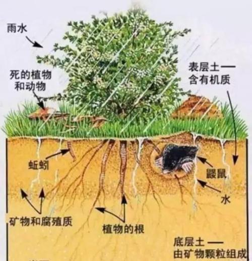 土壤中的有机质