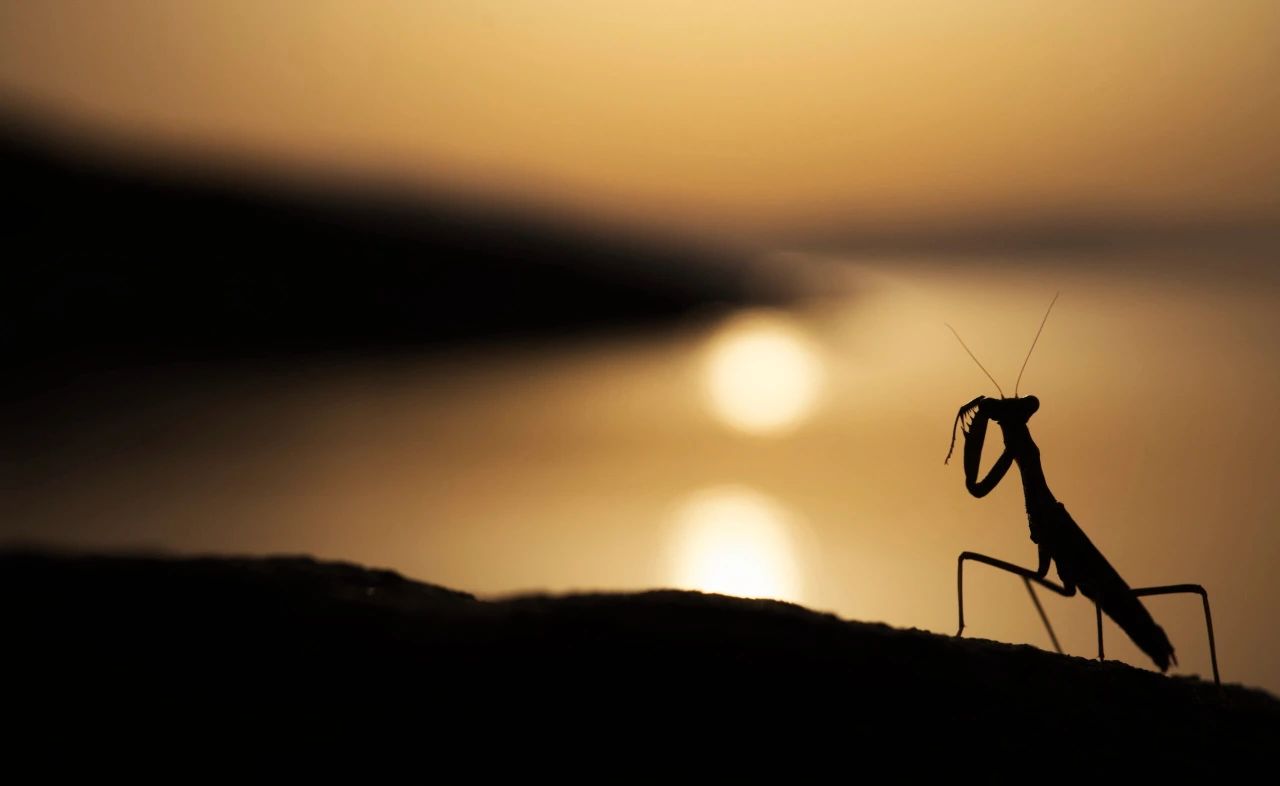 大棚烟剂的选用原则